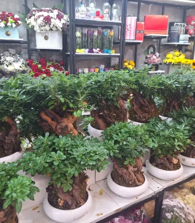 بنسای میخک