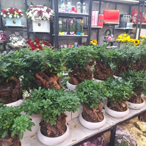بنسای میخک
